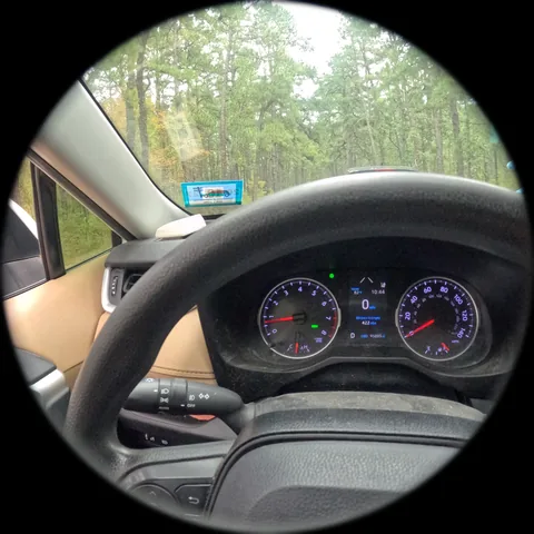 Through the camera: a car dashboard and steering wheel, pine forest through the windshield.